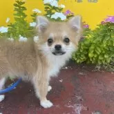 ポメチワ(チワワ×ポメラニアン)【鹿児島県・女の子・2025年6月18日・セーブル】の写真2