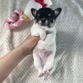 チワワ(スムース)【鹿児島県・男の子・2025年6月8日・ブラックタンホワイト】の写真3