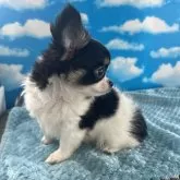 チワワ(ロング)【鹿児島県・男の子・2025年6月8日・ブラックタンホワイト】の写真3