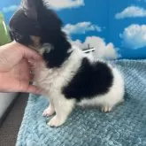 チワワ(ロング)【鹿児島県・男の子・2025年6月8日・ブラックタンホワイト】の写真4