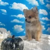 ポメチワ(チワワ×ポメラニアン)【鹿児島県・女の子・2025年6月18日・セーブル】の写真5