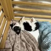 チワワ(ロング)【鹿児島県・男の子・2025年6月8日・ブラックタンホワイト】の写真6