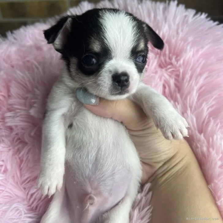 ID：2305-03524の子犬