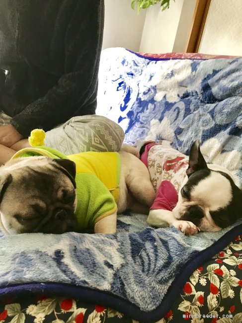 2人仲良く、お昼寝❣️｜植田　幸子(うえた　さちこ)ブリーダー(福島県・パグなど・JKC登録)の紹介写真3