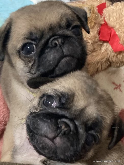 植田　幸子(うえた　さちこ)ブリーダー(福島県・パグなど・JKC登録)の紹介写真4