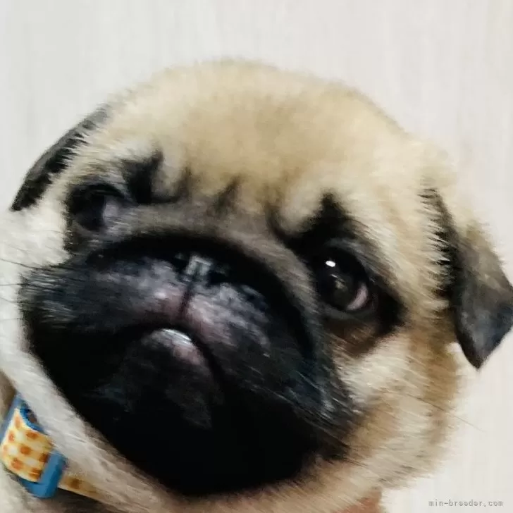 マナパパ 様のお迎えした子犬