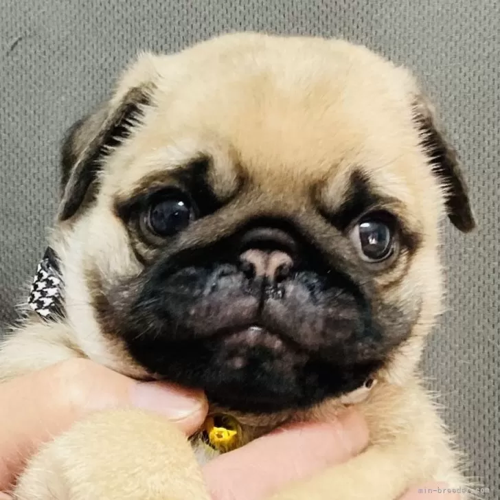M.T 様のお迎えした子犬