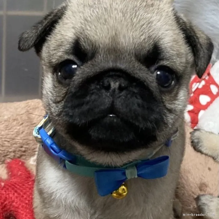 ID:2311-01025の子犬