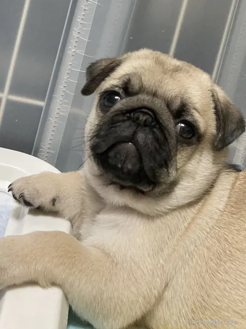 のぶっち 様のお迎えした子犬
