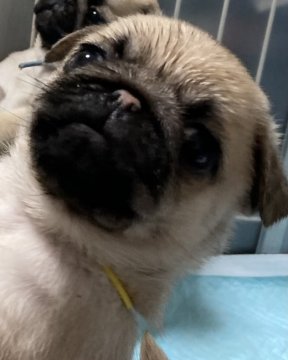 パグ【福島県・男の子・2022年3月22日・フォーン】の写真「お父さんお母さん良血統の男の子❣️」
