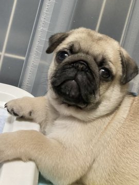 パグ【福島県・男の子・2022年3月22日・フォーン】の写真「可愛い男の子💕お父さんお母さん良血統」