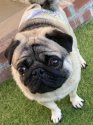 パグ【・男の子・2020年6月13日・フォーン】「自宅ドックランにて」