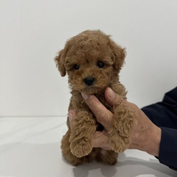 トイプードル(タイニー)【京都府・男の子・2024年9月22日・レッド】の写真「人間大好き🐶」