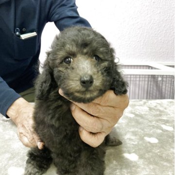 トイプードル(トイ)【京都府・男の子・2025年4月30日・シルバー】の写真「５兄妹🐶」
