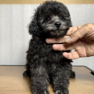トイプードル(トイ)【京都府・男の子・2024年8月26日・シルバー】の写真「甘えたな男の子🐶」