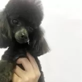 ティーカッププードル