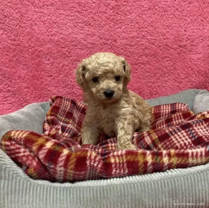 ID:2205-03640の子犬