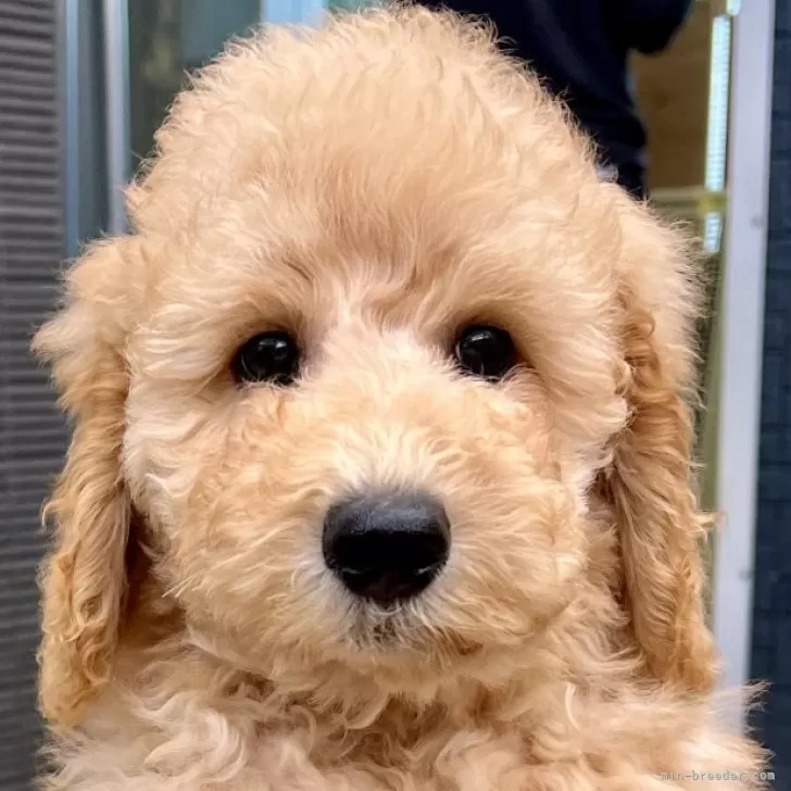 ID：2412-01689の子犬