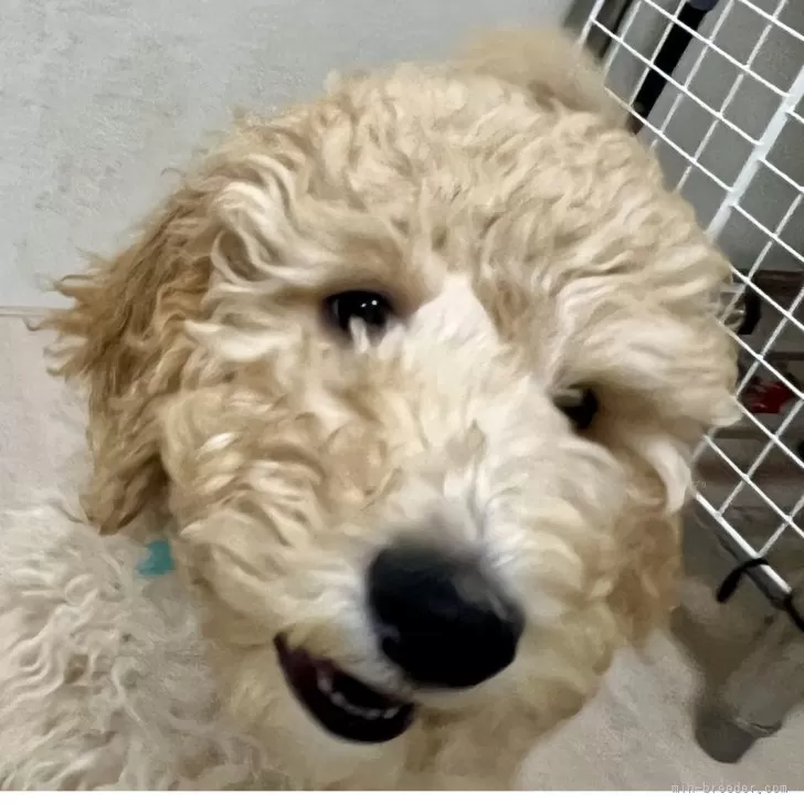 C.I 様のお迎えした子犬