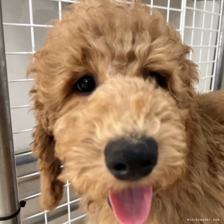 ID：2411-00886の子犬