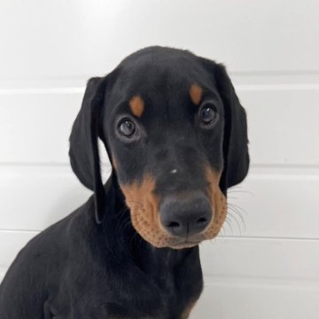 ドーベルマン【徳島県・女の子・2025年8月29日・ブラック&タン】の写真「人懐っこい女の子👧」