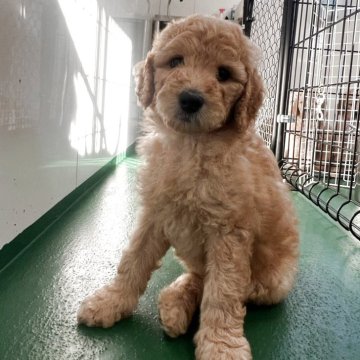 スタンダードプードル【徳島県・女の子・2025年10月17日・ペールフォーン】の写真「紫リボンちゃん
優しい性格の女の子🩷」