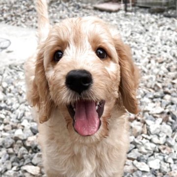 ゴールデンドゥードル(ゴールデンレトリバー×プードル)【徳島県・男の子・2025年8月6日・クリーム】の写真「とても可愛い男の子です♥️」