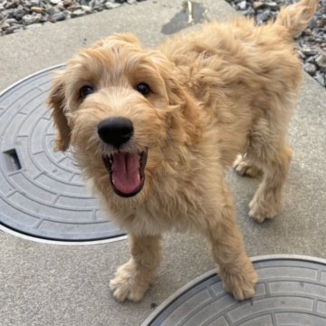 ゴールデンドゥードル(ゴールデンレトリバー×プードル)【徳島県・男の子・2025年8月6日・クリーム】の写真「人懐っこい男の子❤️」