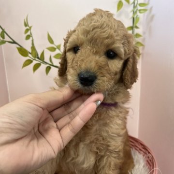 スタンダードプードル【徳島県・女の子・2025年10月17日・ペールフォーン】の写真「紫リボンちゃん
優しい性格の女の子🩷」