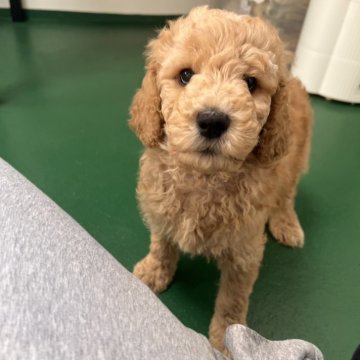 スタンダードプードル【徳島県・女の子・2025年10月17日・ペールフォーン】の写真「グレーリボンちゃん
小さな可愛い女の子💕」