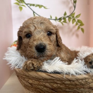 スタンダードプードル【徳島県・男の子・2025年10月17日・ペールフォーン】の写真「水色リボンくん🩵
活発な男の子」