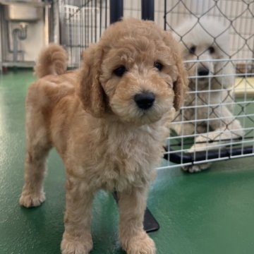 スタンダードプードル【徳島県・女の子・2025年10月17日・ペールフォーン】の写真「ピンクリボンちゃん🎀
キュートな女の子」