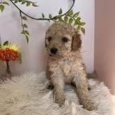 スタンダードプードル