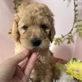 スタンダードプードル