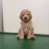 スタンダードプードル