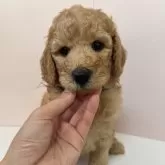 スタンダードプードル