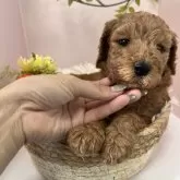 スタンダードプードル