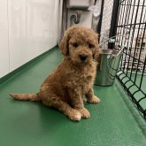 スタンダードプードル