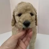 スタンダードプードル