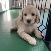 スタンダードプードル