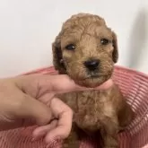 スタンダードプードル