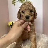 スタンダードプードル