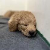 スタンダードプードル【徳島県・男の子・2025年10月17日・オレンジフォーン】の写真5「おやすみなさい💤」