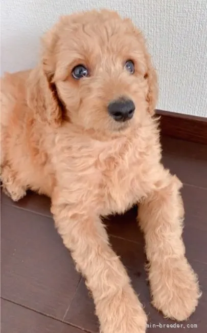 Y.M 様のお迎えした子犬