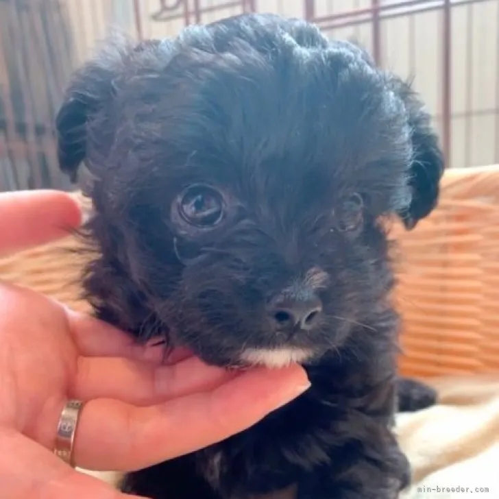 ID:2305-00317の子犬