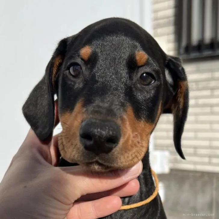 ID:2212-00296の子犬