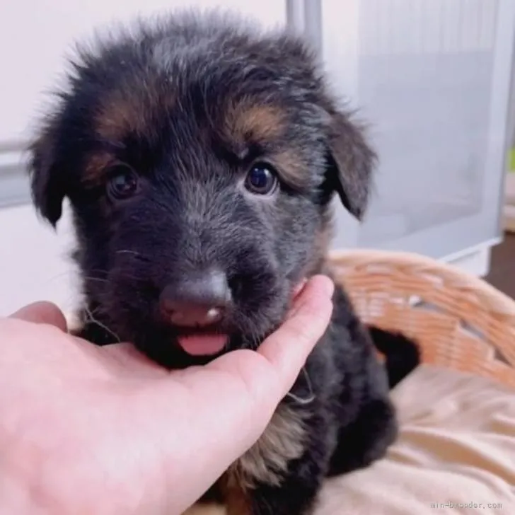 ID:2206-00244の子犬