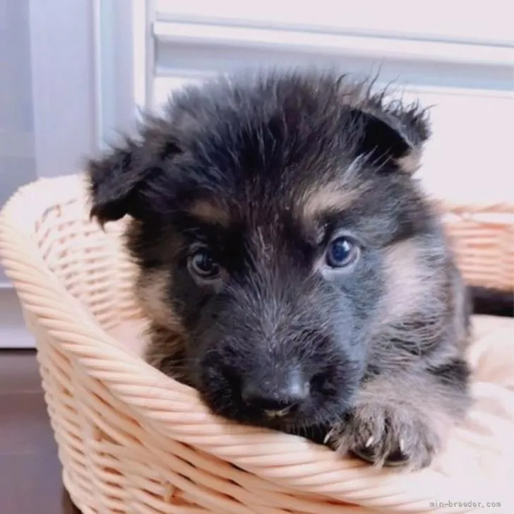 Y.Y 様のお迎えした子犬