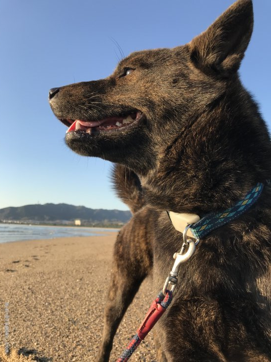 西村　登(にしむら　のぼる)ブリーダー(山口県・甲斐犬・甲斐犬愛護会登録)の紹介写真1