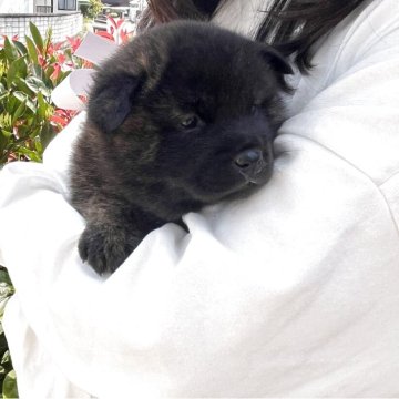 甲斐犬【山口県・女の子・2025年3月18日・赤虎毛】の写真「多くの総合優良犬・有名犬を祖先に持つ「真の甲斐犬」」